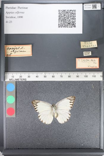Media type: image;   Entomology 129465